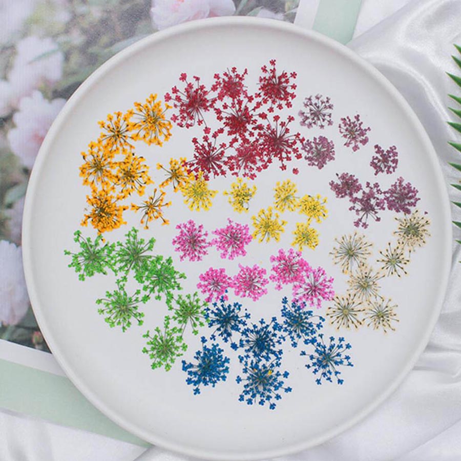 60pcs Pressed Dried 15-20mm Am - Body Jewelry Display Case recensione e prezzo