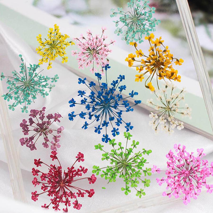 60pcs Pressed Dried 15-20mm Am - Body Jewelry Display Case recensione e prezzo