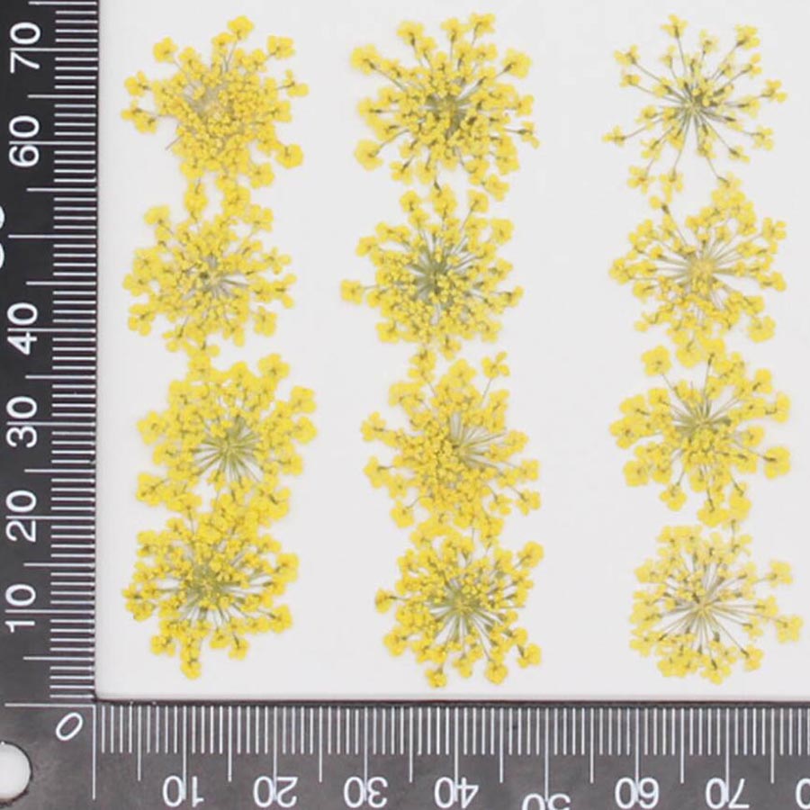 60pcs Pressed Dried 15-20mm Am - Body Jewelry Display Case recensione e prezzo