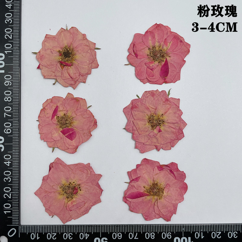 60pcs Pressed Dried Red Yellow - Body Jewelry Display Case recensione e prezzo
