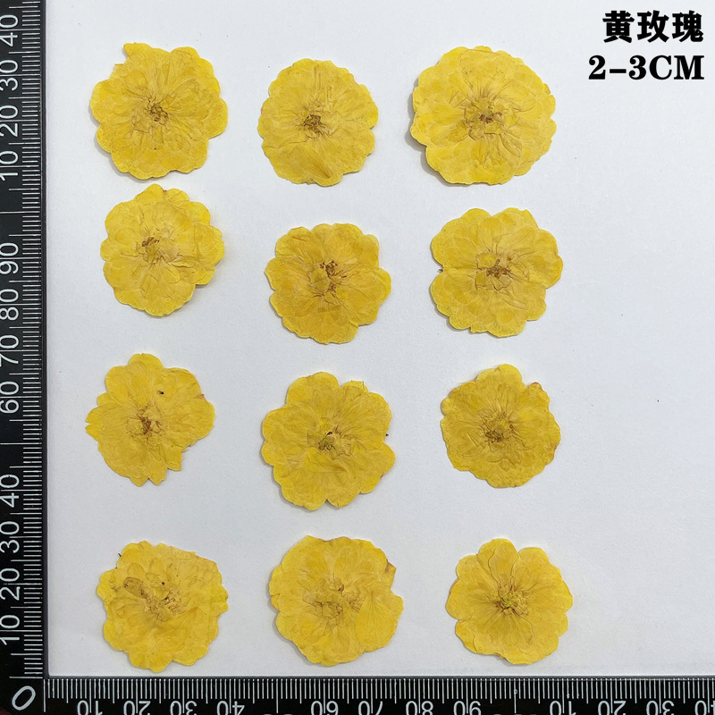 60pcs Pressed Dried Red Yellow - Body Jewelry Display Case recensione e prezzo