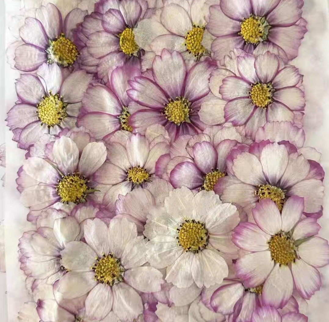 60pcs Pressed Dried Cosmos Flo - Body Jewelry Display Case recensione e prezzo