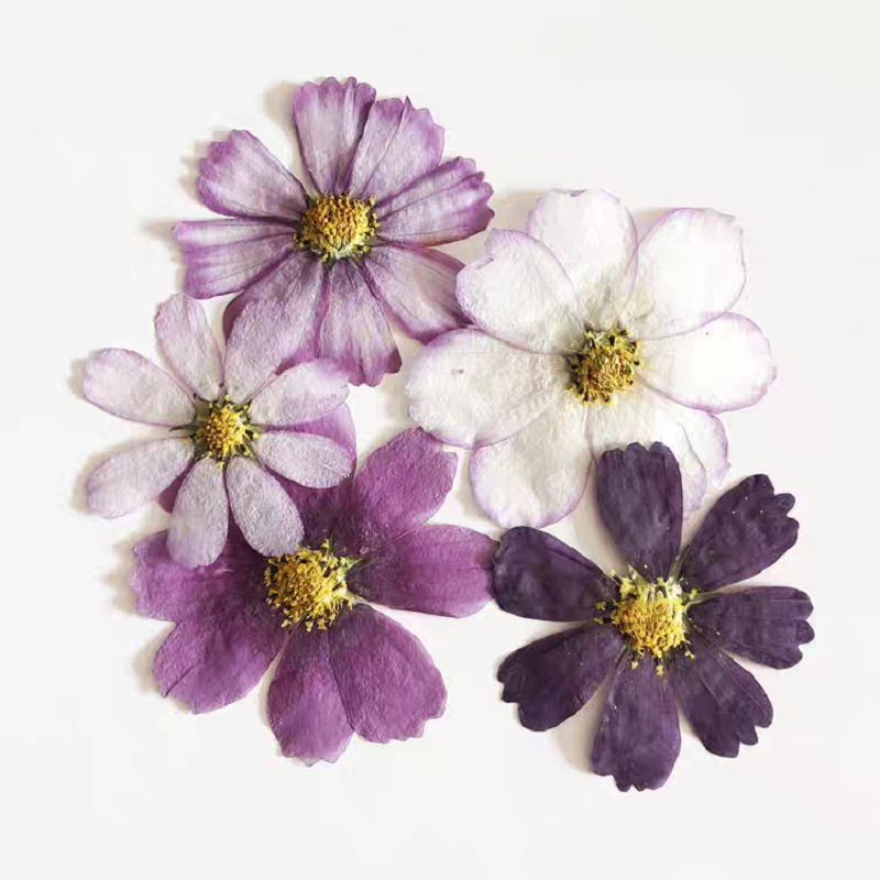 60pcs Pressed Dried Cosmos Flo - Body Jewelry Display Case recensione e prezzo