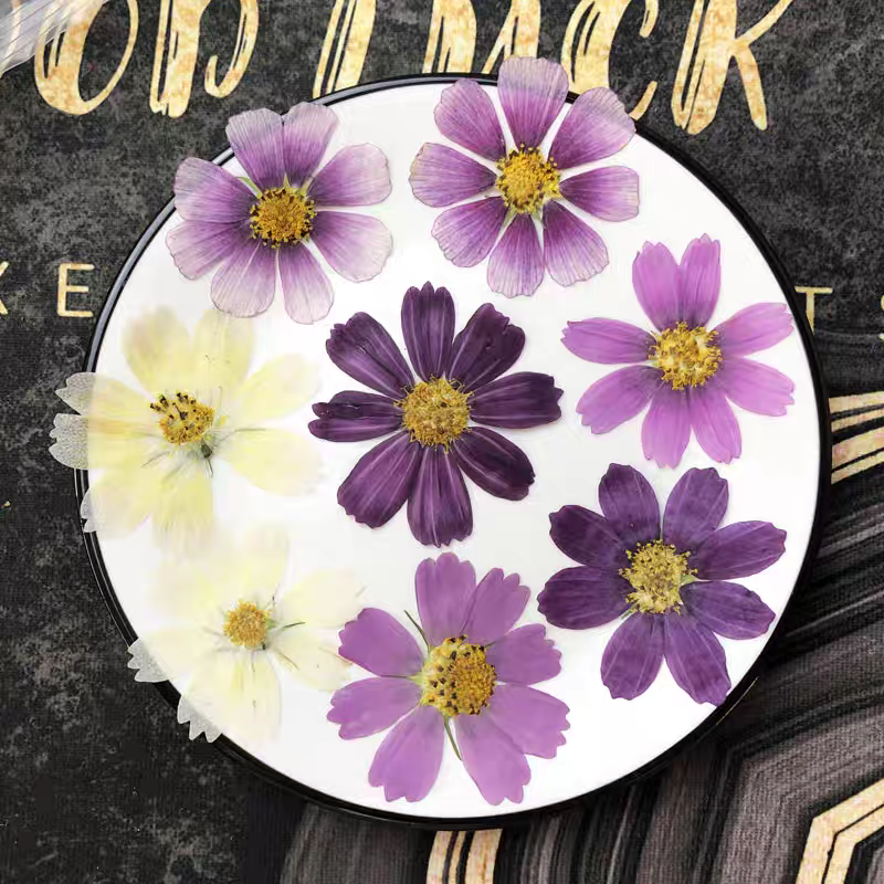 60pcs Pressed Dried Cosmos Flo - Body Jewelry Display Case recensione e prezzo
