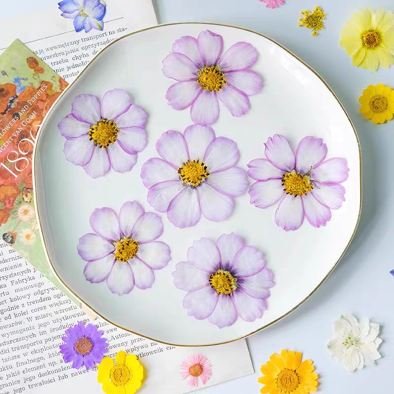 60pcs Pressed Dried Cosmos Flo - Body Jewelry Display Case recensione e prezzo