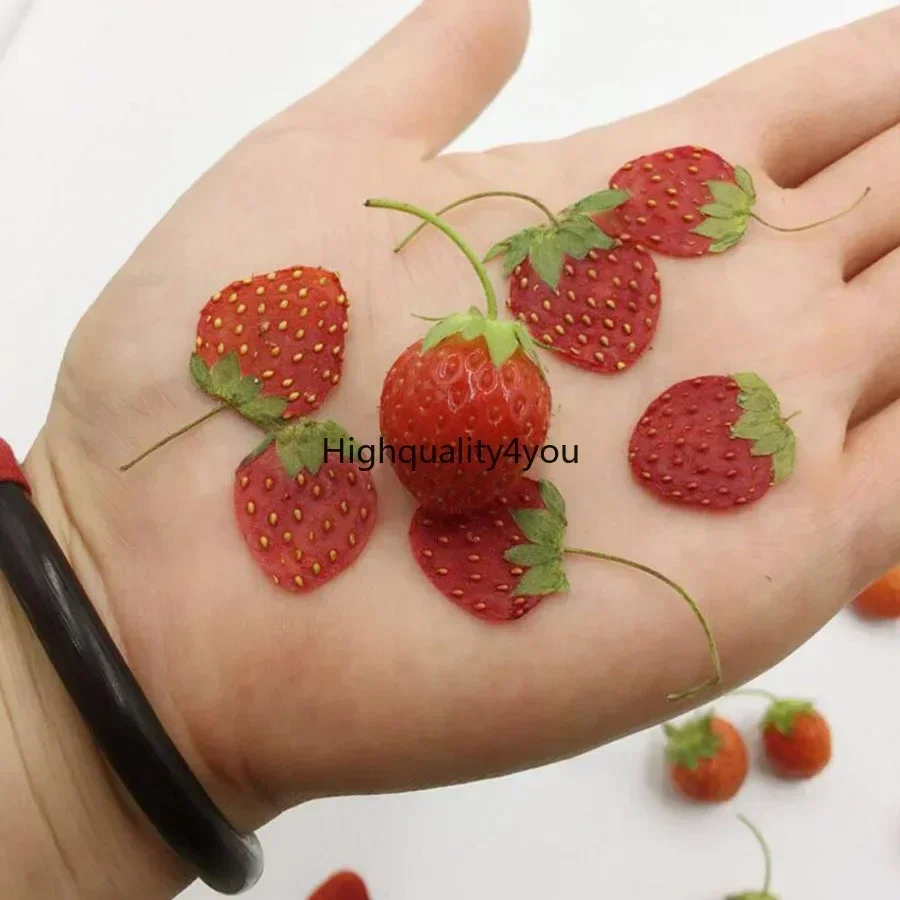 10pcs Dried Pressed Mini Fruit - Body Jewelry Display Case recensione e prezzo